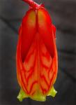 : - Agapetes pyrolifolia