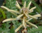 : - Banksia speciosa