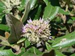 : - Paralychnophora harleyi