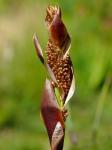: - Elegia fenestrata