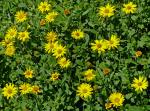 : - Heterotheca mucronata