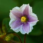 :-Lycianthes cuchumatanensis
