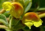 : - Phlomis lanata