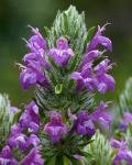 : - Pogogyne douglasii