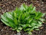 :-Senecio macrocephalus