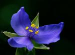 : - Tradescantia ohiensis
