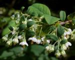 :-Vaccinium stamineum