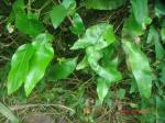 : - Phymatosorus scolopendria