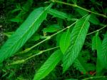 : - Tadehagi triquetrum subsp. triquetrum