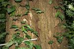 : - Albizia gummifera