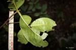 : - Cassipourea gummiflua