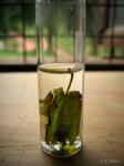 : - Combretum schumannii