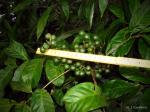: - Deinbollia kilimandscharica