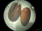 : - Leptaulus daphnoides