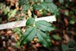 : - Diospyros acuta