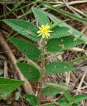 : - Corchorus hirtus
