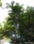 : - Parkia pendula