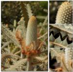 : - Banksia victoriae