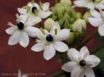 Arabischer Milchstern - Ornithogalum arabicum