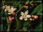 : - Synoum glandulosum