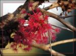 : - Asteromyrtus brassii