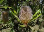 : - Banksia aemula