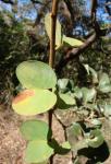:-Bauhinia curvula