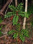: - Bowenia spectabilis