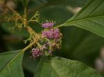 :-Callicarpa brevistyla
