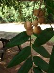 : - Dysoxylum mollissimum subsp. molle