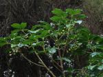 : - Vitex lucens