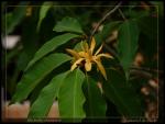 Champaka - Magnolia champaca