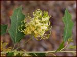 : - Grevillea angulata
