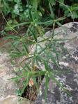 : - Manihot fruticulosa