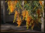 : - Grevillea tenuiloba