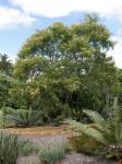 : - Julbernardia globiflora