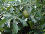 : - Pachira glabra
