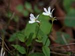 : - Lobelia purpurascens