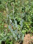 : - Manihot salicifolia