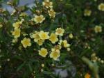 : - Neofabricia myrtifolia