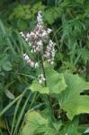 : - Parasenecio auriculata