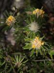 : - Pultenaea petiolaris