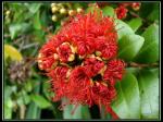 : - Metrosideros fulgens