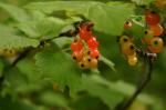 : - Ribes latifolium