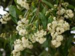 : - Syzygium floribundum