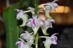 Aerides lawrenciae-Aerides lawrenceae
