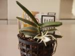 : - Angraecum elephantinum
