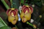 : - Anguloa dubia