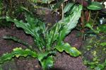 : - Anthurium paraguayense