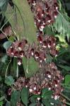 Baumartige Pfeifenblume - Aristolochia arborea